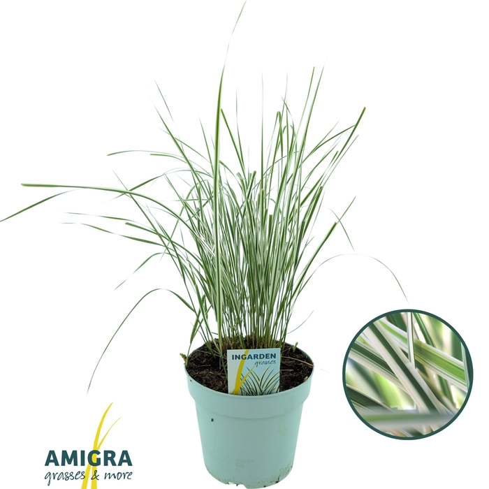 <h4>Calamagrostis accutiflora 'Overdam'</h4>