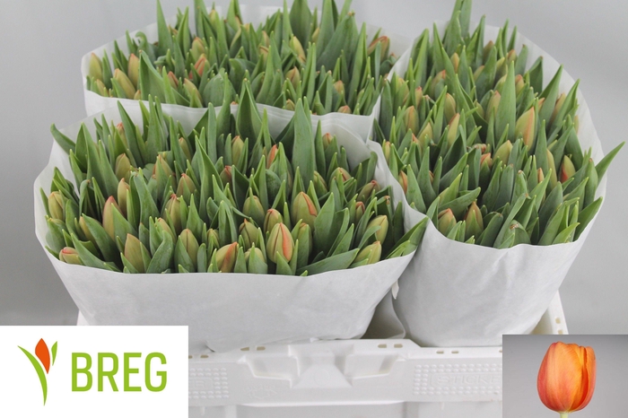 <h4>TU EN DELTA STORM</h4>