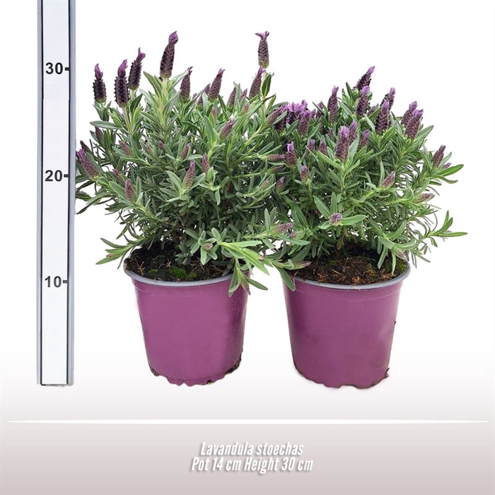 <h4>Lavandula stoechas</h4>