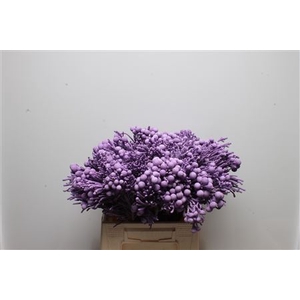 Kaaps Brunia Silver Milka