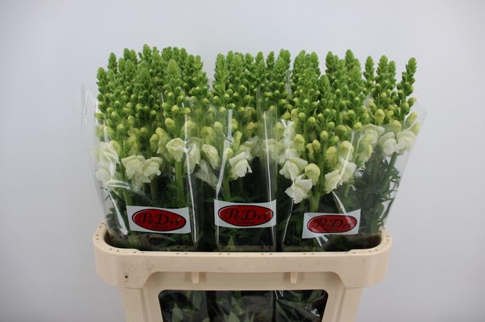 <h4>Antir Op White</h4>