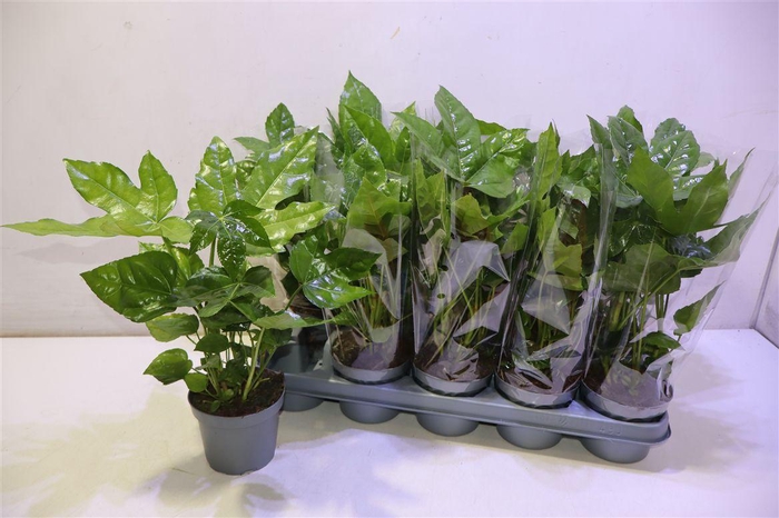 <h4>arr8 Fatsia Ov</h4>