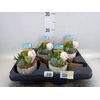Arr.  Succulents L%