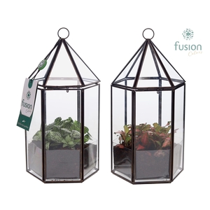 Lantaarn Geometrisch met Fittonia