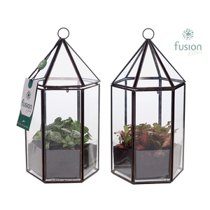 Lantaarn Geometrisch met Fittonia