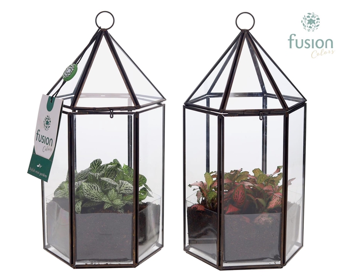 <h4>Lantaarn Geometrisch met Fittonia</h4>