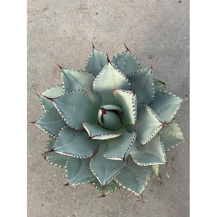 <h4>AGAV POTATORUM</h4>