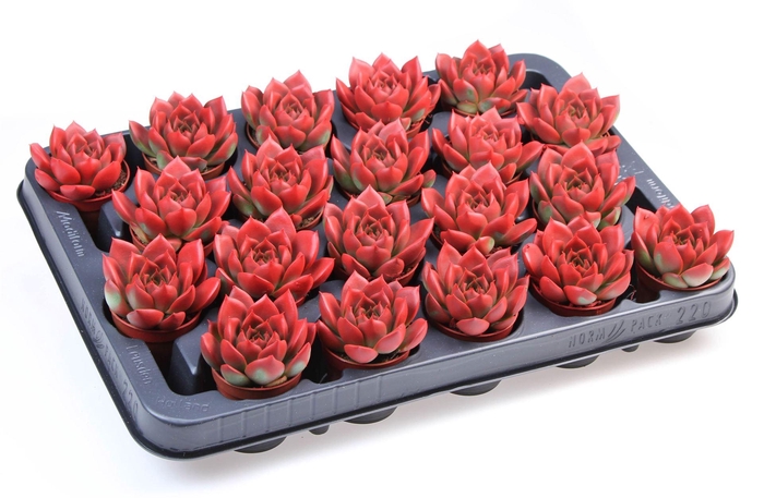 <h4>Echeveria  'Miranda'</h4>