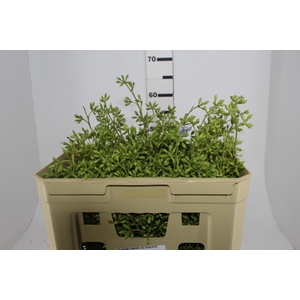 FOLHAGEM SEMENTE DE EUCALIPTO