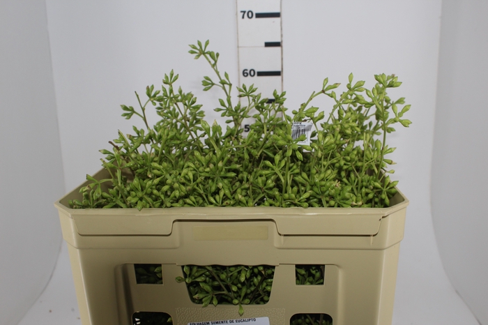 <h4>FOLHAGEM SEMENTE DE EUCALIPTO</h4>