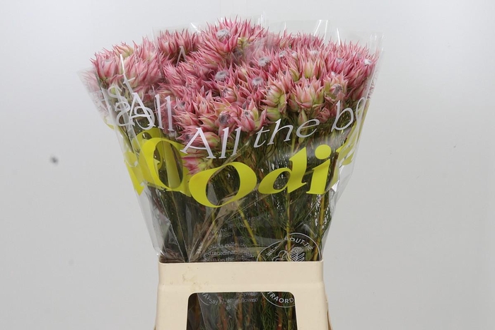 <h4>Blushing Bride Pink 2/5 Flowers</h4>