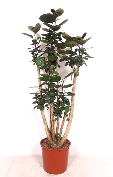 <h4>Polyscias Fabian</h4>