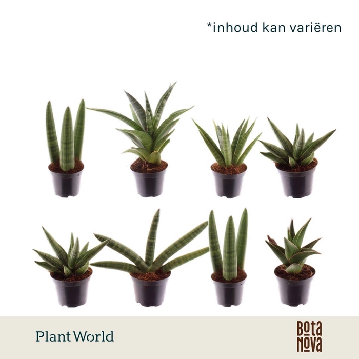 <h4>Sansevieria luxe mix 7 cm</h4>
