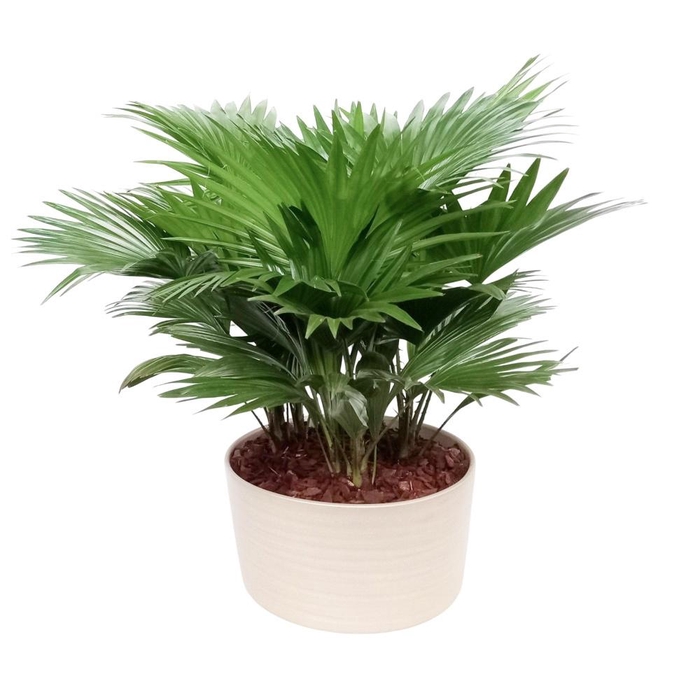 <h4>Livistona in Andorra 3 pp Pearl white</h4>