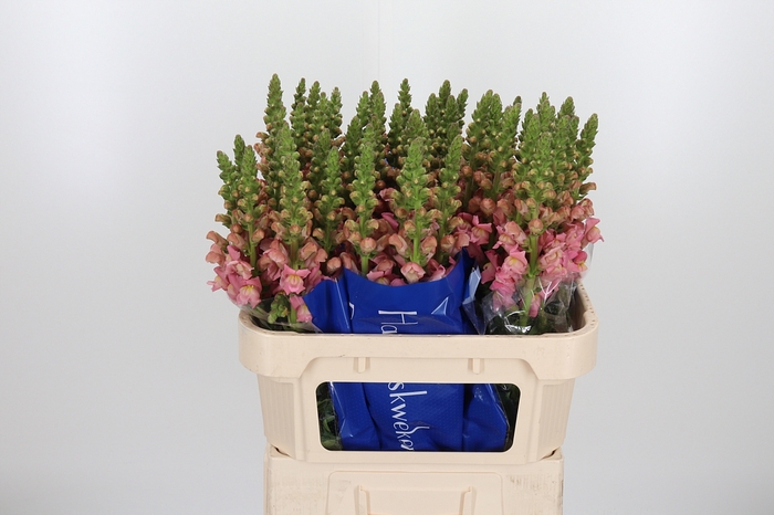 <h4>Antir Antibes Pink</h4>