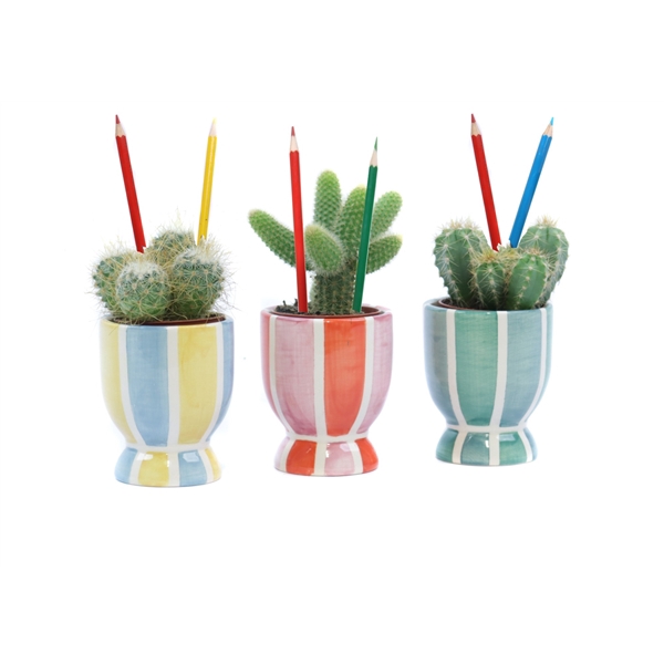 <h4>Cactus 5,5 cm in salvador sierpot met potloden</h4>