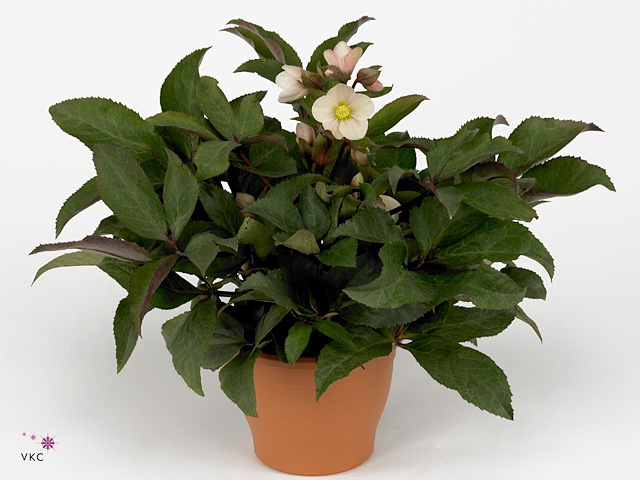 HELL ER HGC PINK FRO