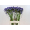 Agapanthus Blue Heaven
