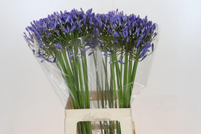 <h4>Agapanthus Blue Heaven</h4>
