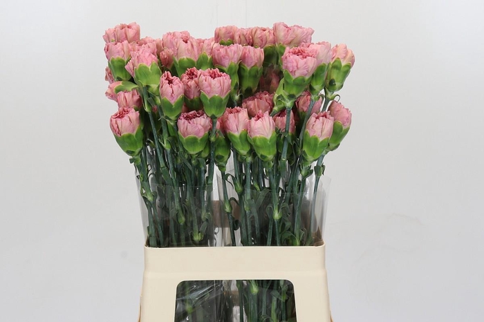 <h4>Dianthus St Lege Pink</h4>