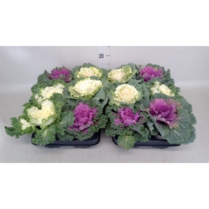 Brassica oler.