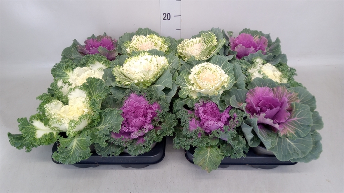 <h4>Brassica oler.</h4>