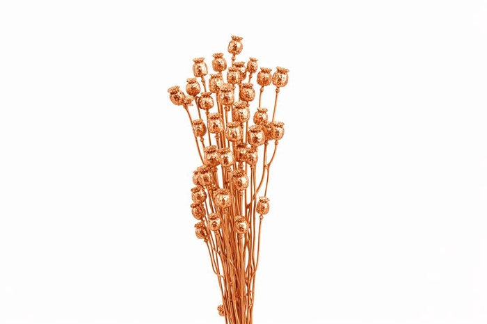 <h4>Dried Papaver Copper Bunch</h4>