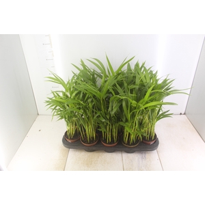 ARECA BAMBU P11