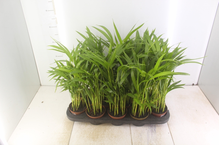 <h4>ARECA BAMBU P11</h4>