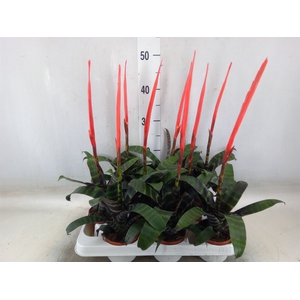 Vriesea  'Era'