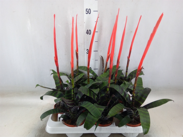 <h4>Vriesea  'Era'</h4>