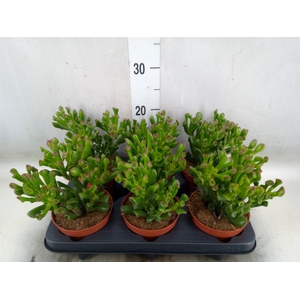 Crassula ovata 'Hobbit'
