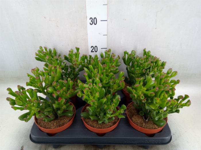 <h4>Crassula ovata 'Hobbit'</h4>