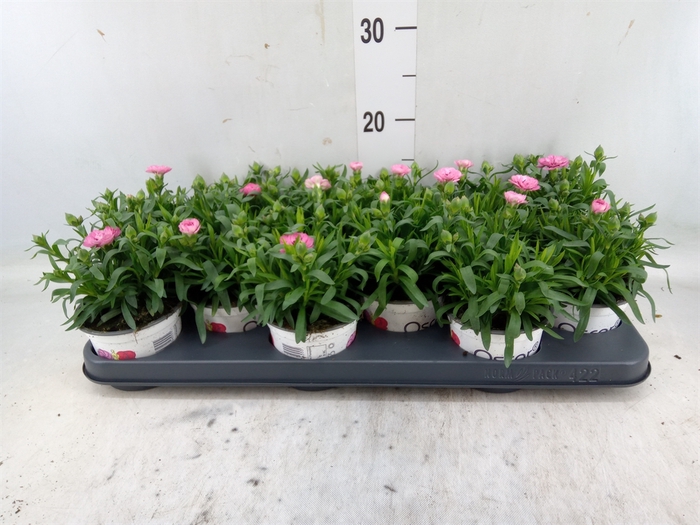 <h4>Dianthus  'Oscar Pink And Purple'</h4>