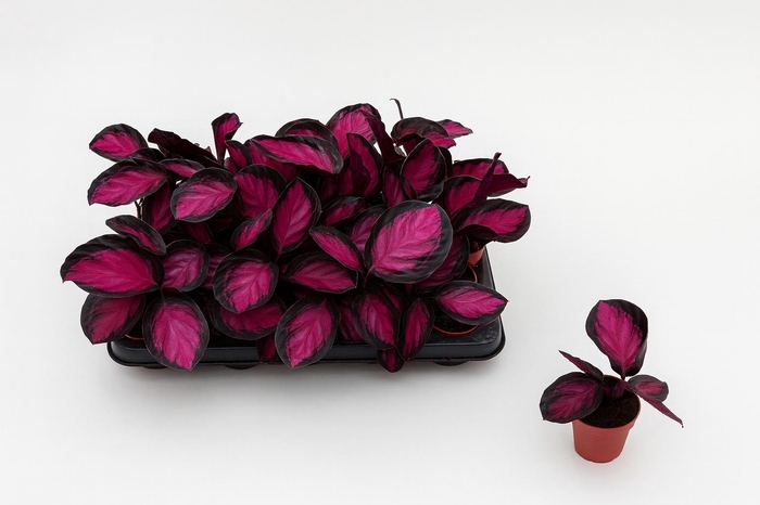 <h4>CALAT RO CRIMSON</h4>