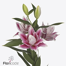 <h4>Lilium or dbl roselily mikaela</h4>