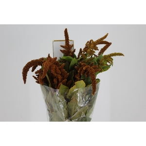 AMARANTHUS DOURADO 070 CM