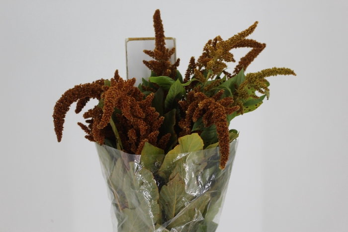 <h4>AMARANTHUS DOURADO 070 CM</h4>