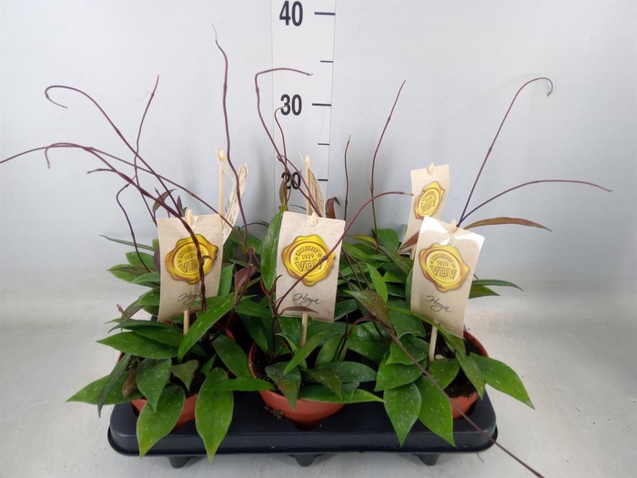 <h4>Hoya carnosa</h4>