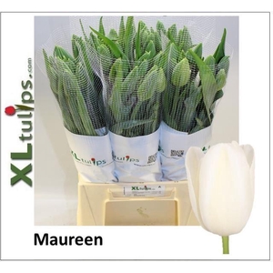 Tulipa Pl Maureen