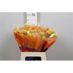 Crasp Paintball Jumbo