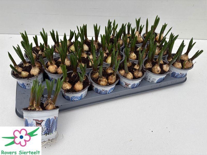 <h4>MUSCAR BIG SMILE</h4>