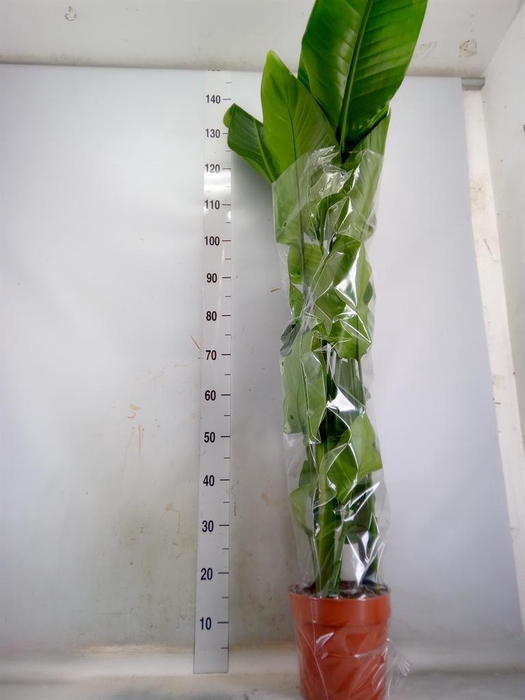 <h4>Strelitzia nicolai</h4>