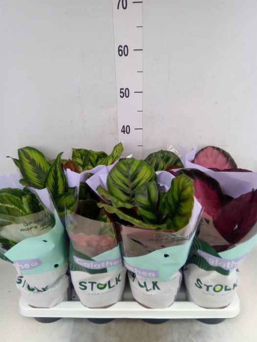 <h4>Calathea   ...mix 4</h4>
