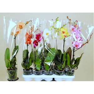 PHAL GEM 8 KL