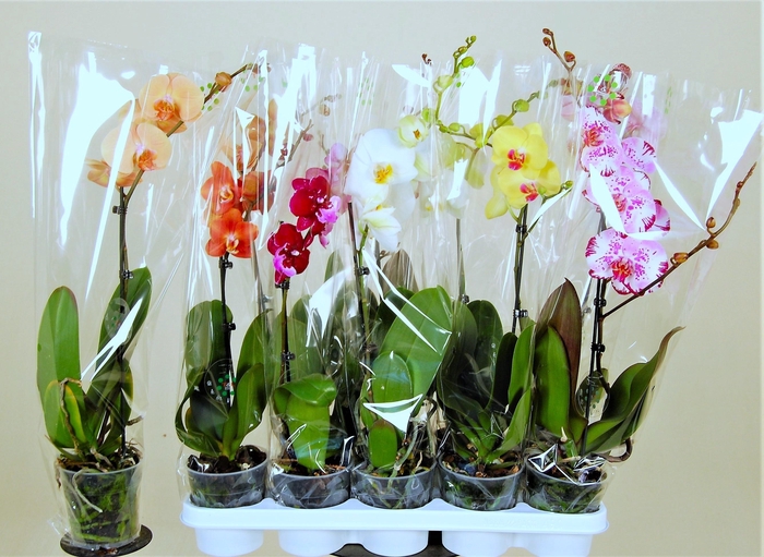 <h4>PHAL GEM 8 KL</h4>