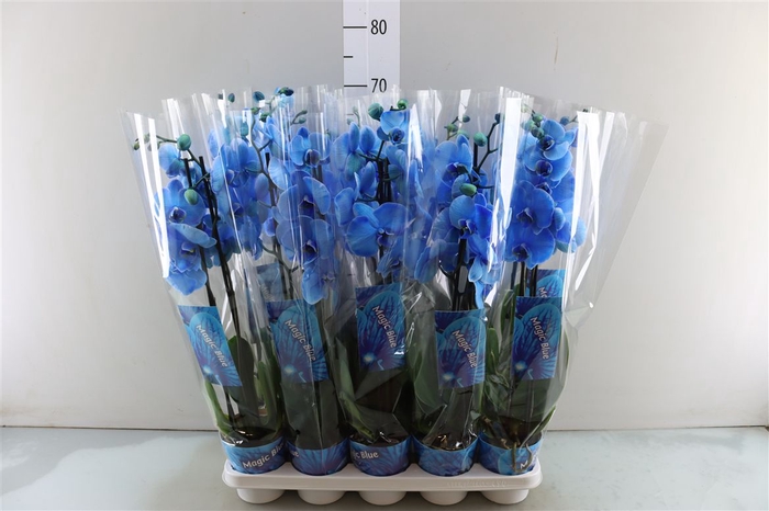 <h4>Phal Blauw 2 Tak</h4>