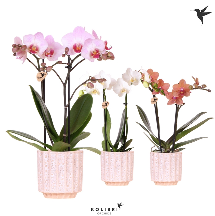 <h4>Kolibri Orchids Phalaenopsis mix 2 spike in Flow pot</h4>