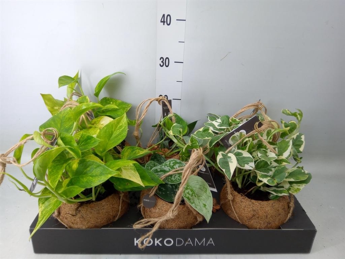 <h4>Scindapsus   ...</h4>