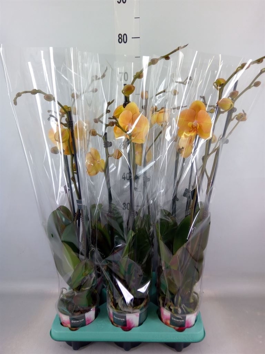 <h4>Phalaenopsis   ...</h4>